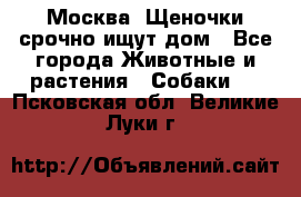 Москва! Щеночки срочно ищут дом - Все города Животные и растения » Собаки   . Псковская обл.,Великие Луки г.